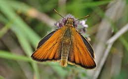 Attēlu rezultāti vaicājumam “Thymelicus sylvestris female”