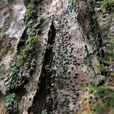 Attēlu rezultāti vaicājumam “Arthonia spadicea”