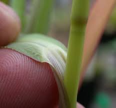 Attēlu rezultāti vaicājumam “Echinochloa crus-galli leaf”