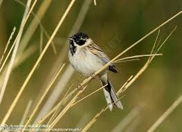 Image result for Emberiza pallasi