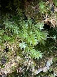 Attēlu rezultāti vaicājumam “Pohlia cruda”