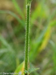 Attēlu rezultāti vaicājumam “Laserpitium pruthenicum”