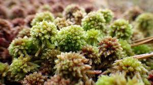 Attēlu rezultāti vaicājumam “Sphagnum capillifolium”