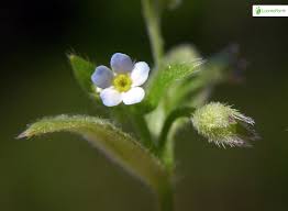 Attēlu rezultāti vaicājumam “Myosotis sparsiflora”