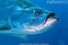 Image result for Megalops atlanticus