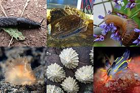 Attēlu rezultāti vaicājumam “Symphytocarpus flaccidus sessile”