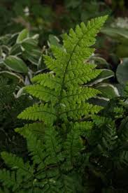 Attēlu rezultāti vaicājumam “Dryopteris dilatata”