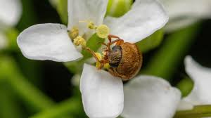 Attēlu rezultāti vaicājumam “Byturus ochraceus”