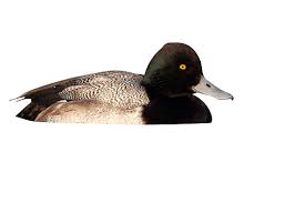 Image result for Aythya affinis