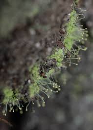 Attēlu rezultāti vaicājumam “Chaenotheca furfuracea”