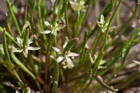 Attēlu rezultāti vaicājumam “Myosurus minimus flower”
