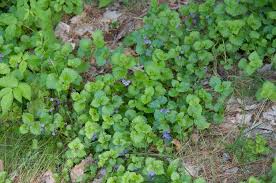 Image result for Glechoma hederacea