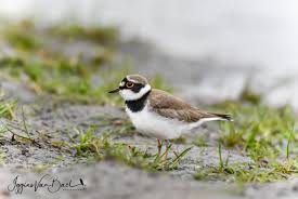 Attēlu rezultāti vaicājumam “Charadrius dubius”