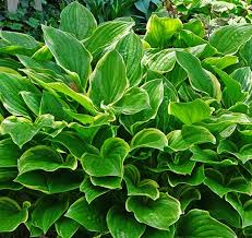 Image result for Hosta fortunei albomarginata