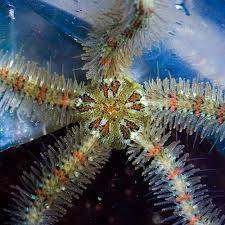 Attēlu rezultāti vaicājumam “Ophiotheca sp.”