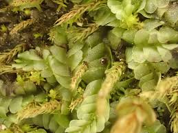 Attēlu rezultāti vaicājumam “Chiloscyphus polyanthos”