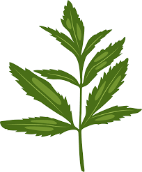 Attēlu rezultāti vaicājumam “Cicuta virosa leaf”