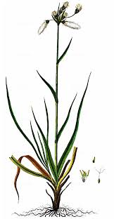 Attēlu rezultāti vaicājumam “Eriophorum latifolium leaf”