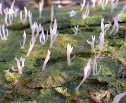 Attēlu rezultāti vaicājumam “Multiclavula mucida”