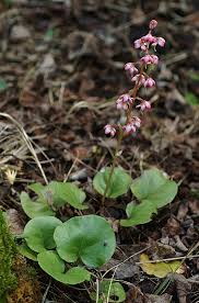 Attēlu rezultāti vaicājumam “Pyrolaceae”