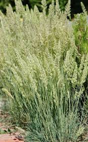 Attēlu rezultāti vaicājumam “Koeleria glauca leaf”