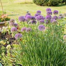 Attēlu rezultāti vaicājumam “Allium holandicum leaf”