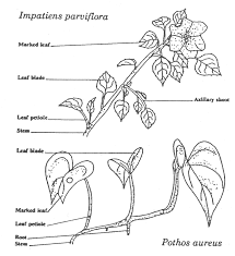 Attēlu rezultāti vaicājumam “Impatiens parviflora leaf”