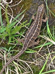 Attēlu rezultāti vaicājumam “Lacerta agilis”