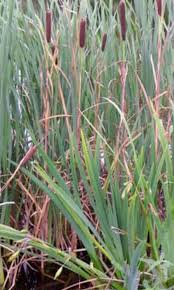 Attēlu rezultāti vaicājumam “Typha latifolia”