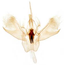 Attēlu rezultāti vaicājumam “Eulithis mellinata”