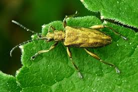 Attēlu rezultāti vaicājumam “Donacia”