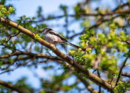 Attēlu rezultāti vaicājumam “Aegithalos caudatus”