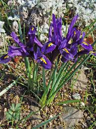 Attēlu rezultāti vaicājumam “Iris rosenbachiana flower”