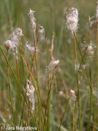 Attēlu rezultāti vaicājumam “Trichophorum alpinum fruit”