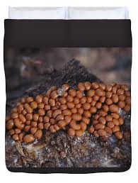 Attēlu rezultāti vaicājumam “Trichia scabra”