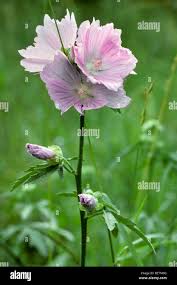 Attēlu rezultāti vaicājumam “Malva moschata flower”