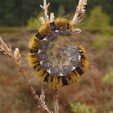Attēlu rezultāti vaicājumam “Lasiocampa quercus larva”
