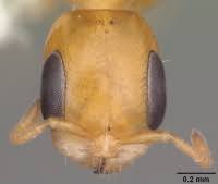 Attēlu rezultāti vaicājumam “Diderma simplex sessile”