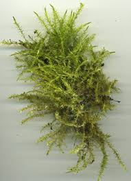 Attēlu rezultāti vaicājumam “Calliergon cordifolium”