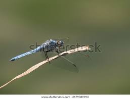 Attēlu rezultāti vaicājumam “Orthetrum brunneum”