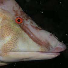 Image result for Lachnolaimus maximus