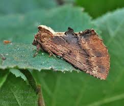 Attēlu rezultāti vaicājumam “Ptilodon capucina”