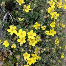 Attēlu rezultāti vaicājumam “Circaea alpina flower”