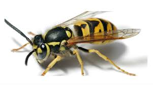 Επιστήμονες εκπαιδεύουν μέλισσες να εντοπίζουν νάρκες Images?q=tbn:ANd9GcShaV1BQC5hw-DQmjMIjUYg-3V2y02iScoRQXegbPAkbl_KXEtptA