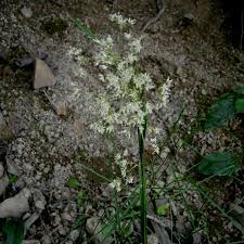 Attēlu rezultāti vaicājumam “Luzula luzuloides leaf”