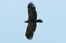 Attēlu rezultāti vaicājumam “Aquila pomarina”