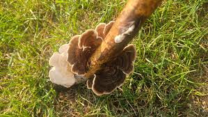 Attēlu rezultāti vaicājumam “Trametes ochracea”