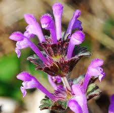 Attēlu rezultāti vaicājumam “Lamium amplexicaule flower”