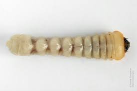 Attēlu rezultāti vaicājumam “Plagionotus detritus imago”