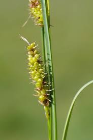 Attēlu rezultāti vaicājumam “Carex rostrata”